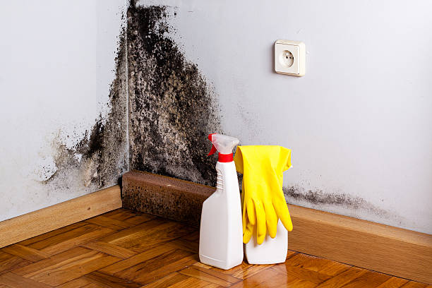 Best Residential Mold Inspection & Testing  in Homer, GA